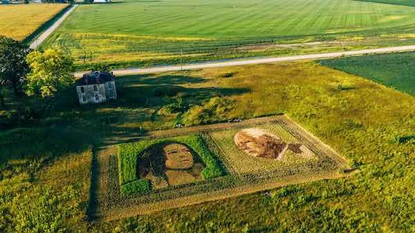Aerial view of crops manipulated to look like Kamala Harris and Tim Walz