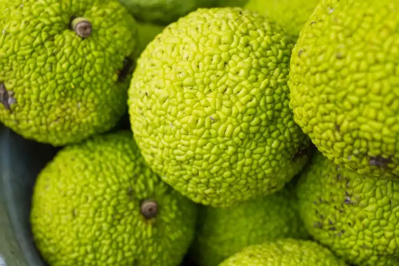 Close-up of several bright green osage oranges with bumpy textures, creating a natural and vibrant pattern. The image conveys freshness and abundance.