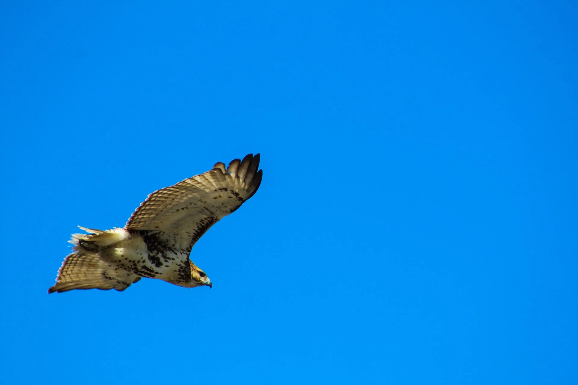 Photo of a hawk in flight agains a bright blue sky.