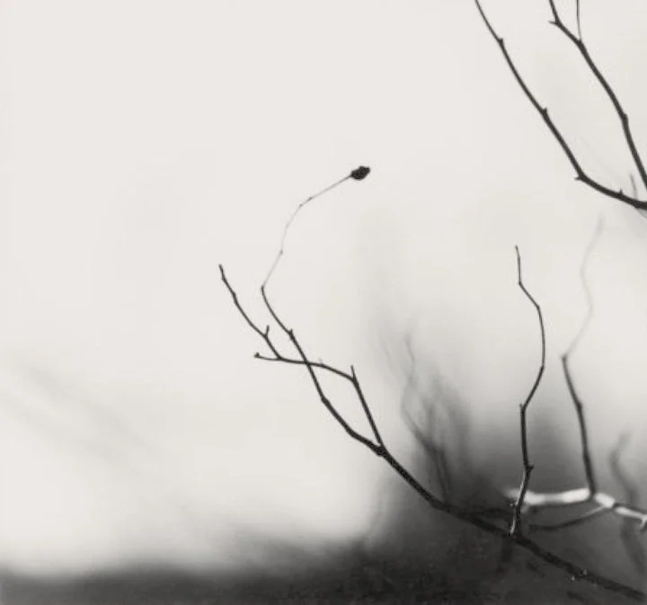 Blurry black and white photo of a bare twig on a tree.